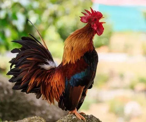 DP Kadaknath Poultry Farm